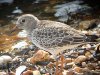 Purple Sandpiper at Gunners Park (Steve Arlow) (169082 bytes)